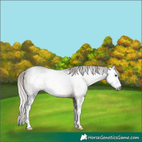 Horse Color:Gray Silver Brown Sabino Rabicano