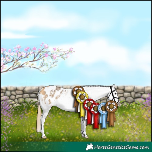 Horse Color:Buckskin Sabino Appaloosa 