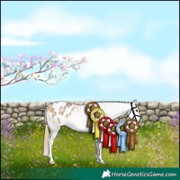 Horse Color:Buckskin Sabino Appaloosa