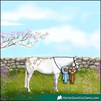 Horse Color:Buckskin Sabino Appaloosa
