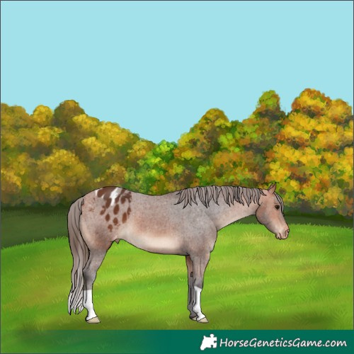 Horse Color:Bay Appaloosa 