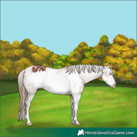 Horse Color:Bay Sabino Frame Blanket 
