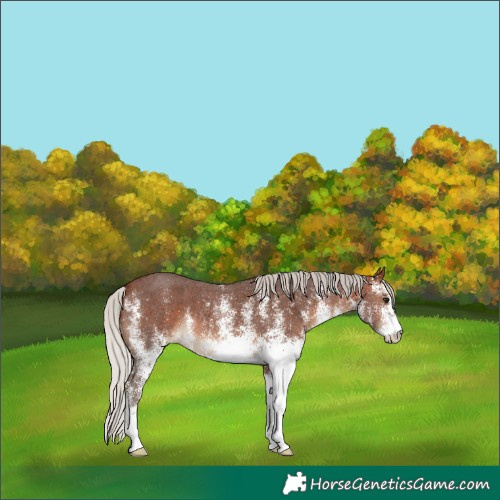 Horse Color:White Spotted Silver Brown 
