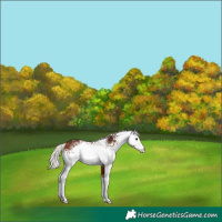Horse Color:White Spotted Silver Brown 