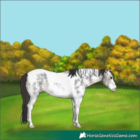 Horse Color:Brown Ice Sabino Tobiano Rabicano 