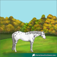 Horse Color:Black Frame Near Leopard 