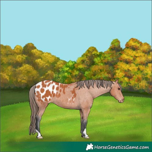 Horse Color:Bay Appaloosa