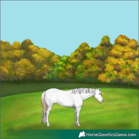 Horse Color:Buckskin Dun Frame Appaloosa 