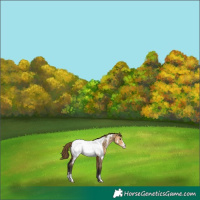Horse Color:Buckskin Dun Frame Appaloosa