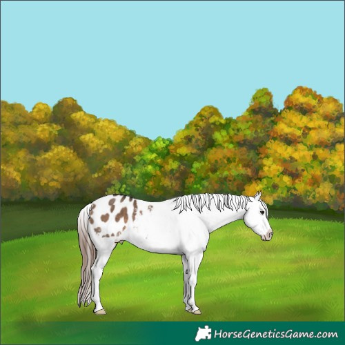 Horse Color:Brown Dun Appaloosa 