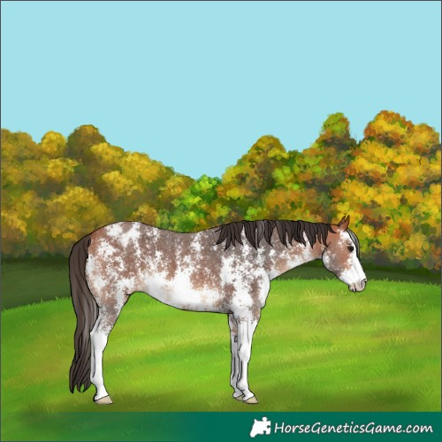 Horse Color:Bay Sabino Blanket