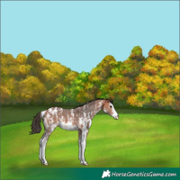 Horse Color:Bay Sabino Appaloosa
