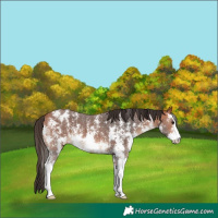 Horse Color:Bay Sabino Appaloosa 