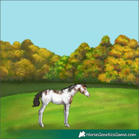 Horse Color:Bay Sabino Frame Appaloosa 
