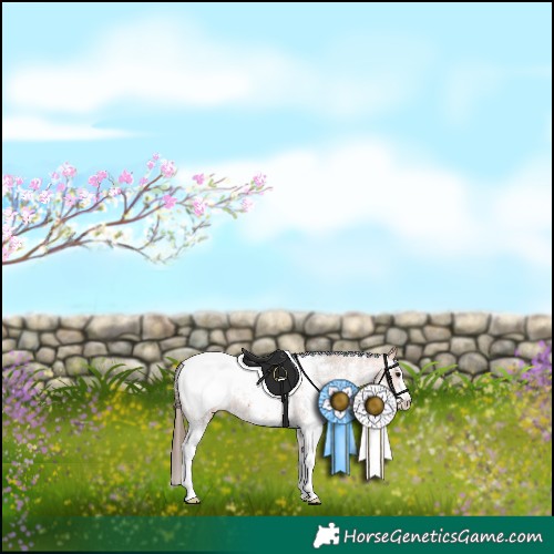 Horse Color:Bay Sabino Appaloosa 
