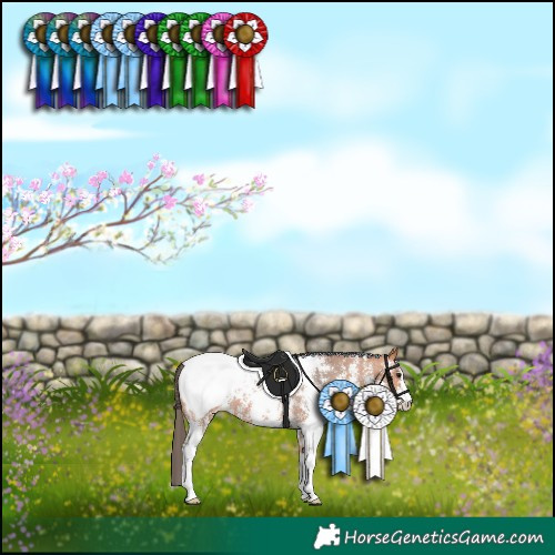 Horse Color:Bay Sabino Snowcap