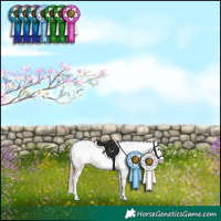 Horse Color:Bay Sabino Appaloosa 