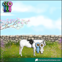 Horse Color:Bay Sabino Appaloosa