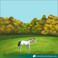 Horse Color:Bay Sabino Appaloosa 