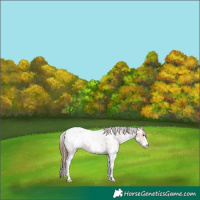 Horse Color:Bay Sabino Appaloosa 