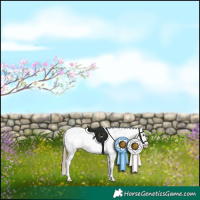 Horse Color:Bay Sabino Appaloosa