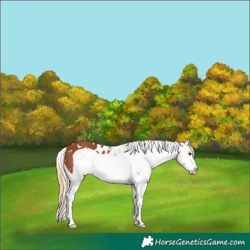 Horse Color:Chestnut Frame Appaloosa 
