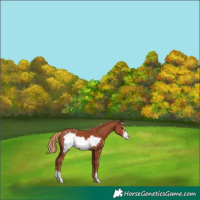 Horse Color:Chestnut Frame Appaloosa 
