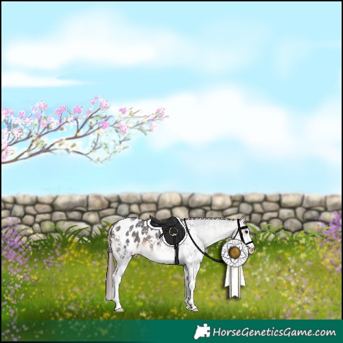 Horse Color:Brown Sabino Appaloosa 