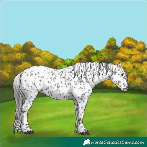 Horse Color:Grullo Appaloosa 
