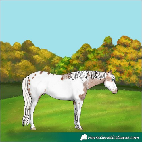 Horse Color:Silver Bay Sabino Frame Appaloosa