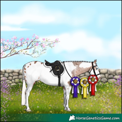 Horse Color:Silver Bay Sabino Frame Appaloosa