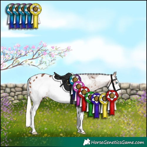 Horse Color:Silver Bay Sabino Frame Appaloosa 