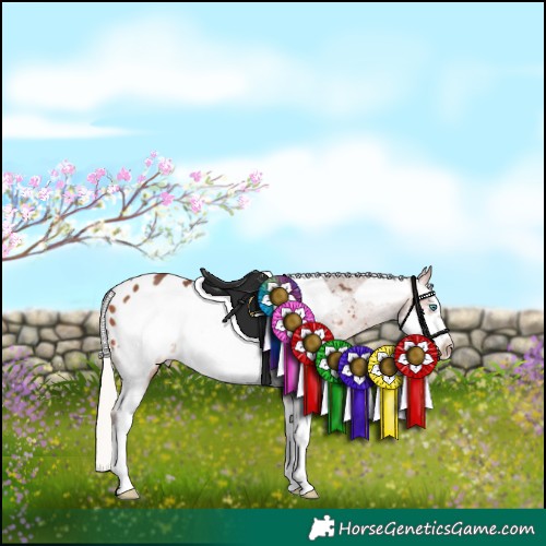 Horse Color:Silver Bay Sabino Frame Appaloosa