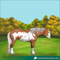Horse Color:Silver Bay Frame