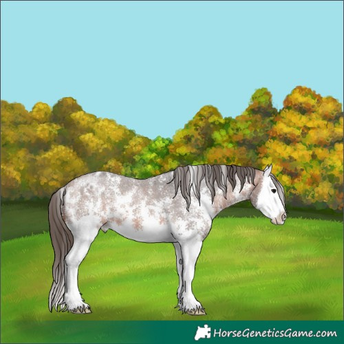 Horse Color:Bay Sabino Splash Appaloosa 