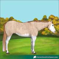 Horse Color:Red Dun Splash and Gold Champagne Dun Splash