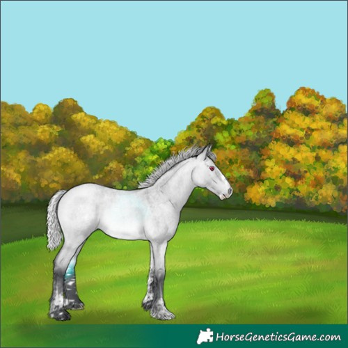 Horse Color:White Spotted Silver Bay Chinchilla Roan Dun Splash 
