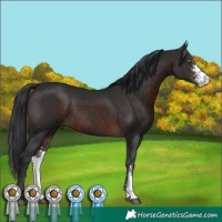 Horse Color:Brown Sabino 