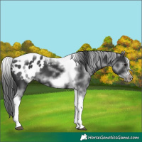 Horse Color:White Spotted Black Splash Tobiano Frame Appaloosa 