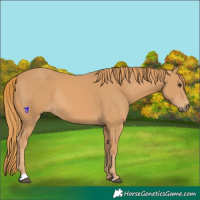 Horse Color:Chestnut Rabicano 