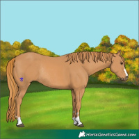Horse Color:Chestnut Rabicano 