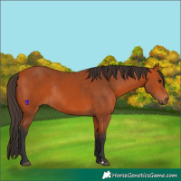 Horse Color:Bay Rabicano 