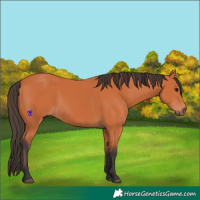Horse Color:Bay Rabicano 