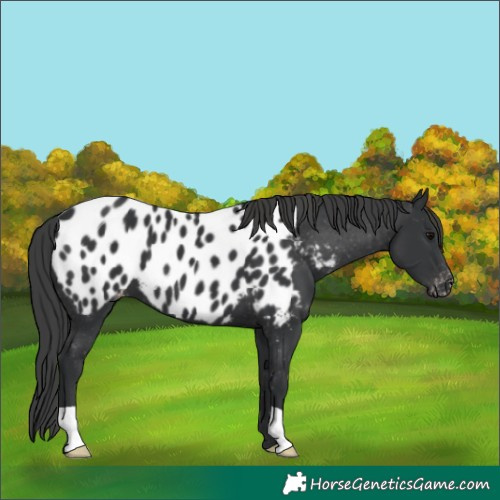 Horse Color:Black Appaloosa 