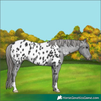 Horse Color:Black Appaloosa