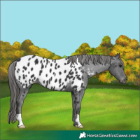 Horse Color:Black Appaloosa