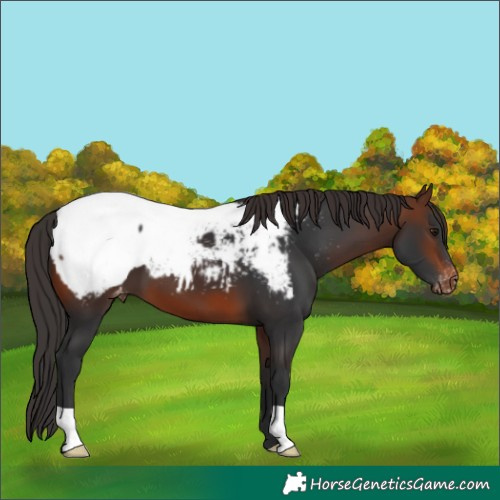 Horse Color:Brown Snowcap 