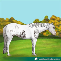 Horse Color:White Spotted Liver Chestnut Tobiano Appaloosa 