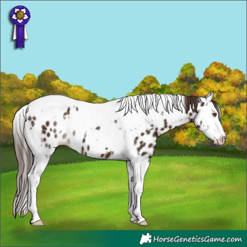 Horse Color:White Spotted Liver Chestnut Splash Tobiano Leopard 