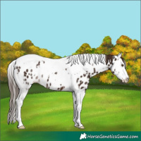 Horse Color:White Spotted Liver Chestnut Splash Tobiano Appaloosa 